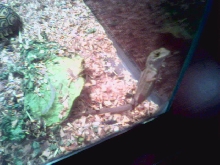 breeder male bahama brown anole